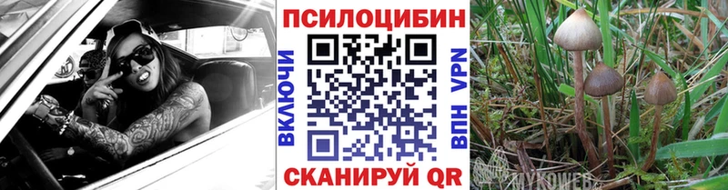 Галлюциногенные грибы Psilocybe  Краснознаменск 