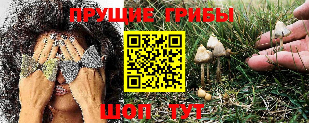 Псилоцибиновые грибы MAGIC MUSHROOMS  Вход с VPN  купить наркотик  Краснознаменск 